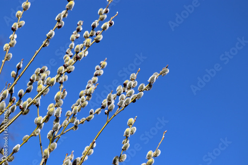 Fotografi Pussy willow flowers on the branch, blooming verba in spring forest on blue sky background