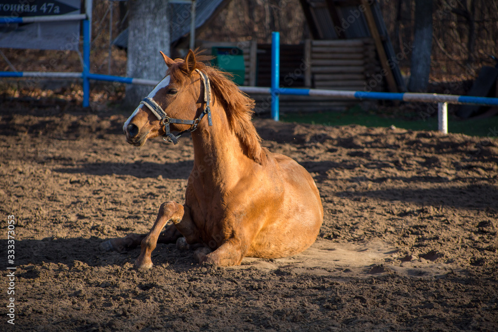 a red-haired mare is lying in the sand