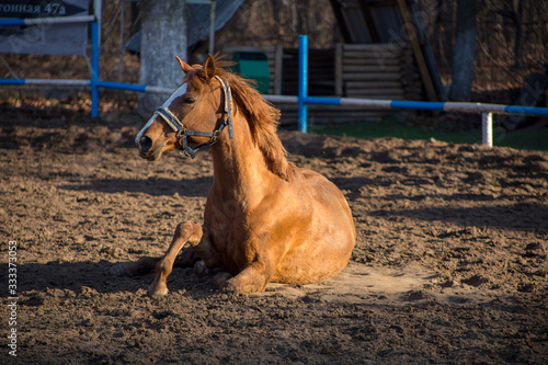 a red-haired mare is lying in the sand