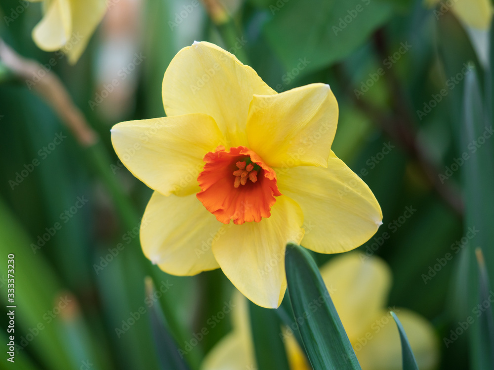 Bright and colorful spring flowers narcissus close up Bright and colorful spring flowers narcissus close up
