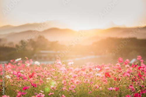 conmos flowers mountain veiw under sunset