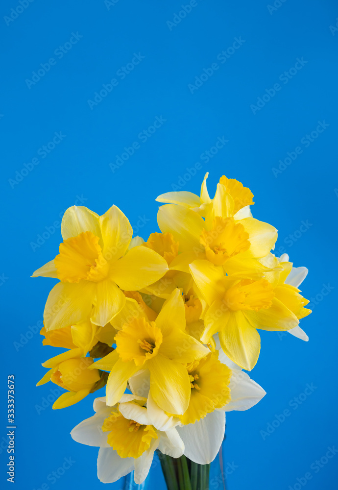 close up bouquet Yellow Narcissus blue background. close up bouquet Yellow Narcissus blue background.
