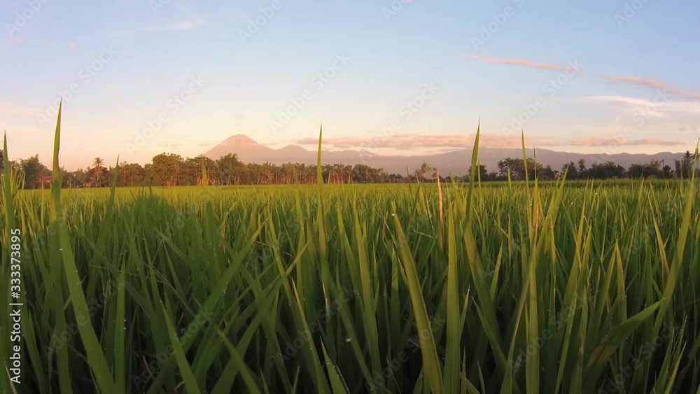 Waiving Rice waving green rice field plantation blown by fresh morning air with the ...