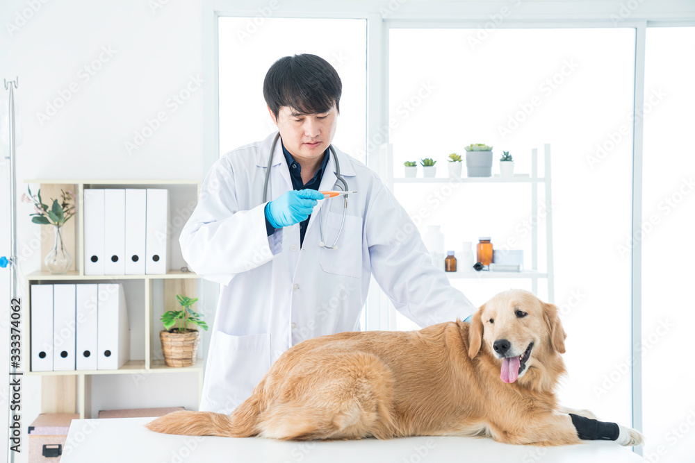 Veterinarians are viewing thermometer using stethoscope, Vet examining Golden Retriever dog. Veterinarians are viewing thermometer using stethoscope, Vet examining Golden Retriever dog.