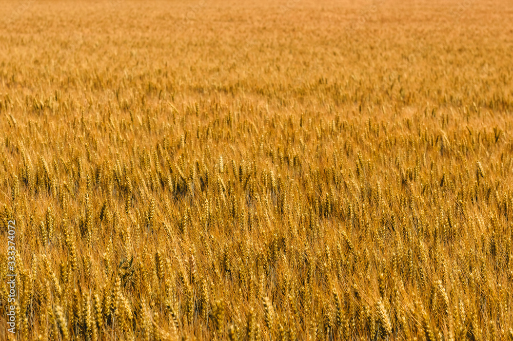 Field of yellow ripe wheat. Background on the theme of harvesting and agriculture. Field of yellow ripe wheat. Background on the theme of harvesting and agriculture.