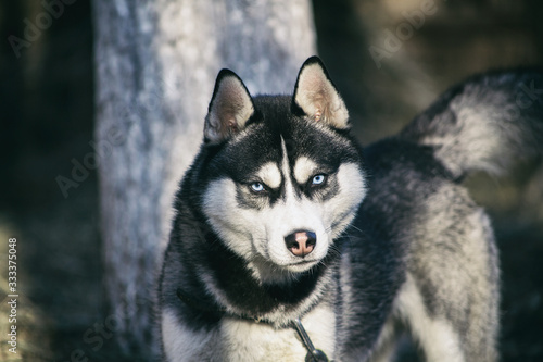 blue-eyed portrait of a husky