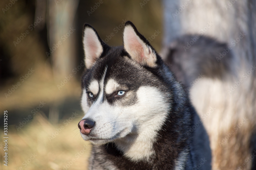 blue-eyed portrait of a husky