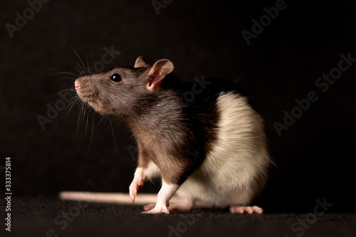 rat on black