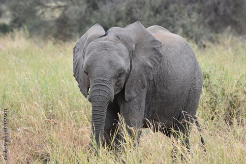 Baby elephant in Tarangire National Park, Tanzania