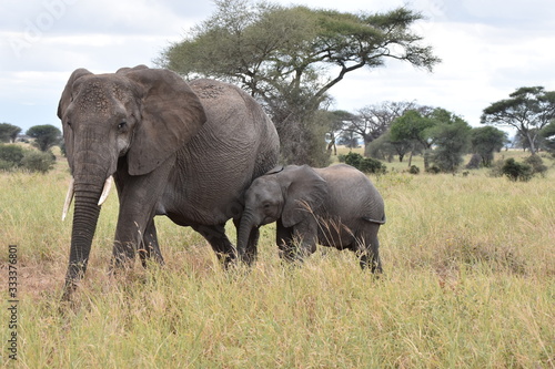 Baby elephant in Tarangire National Park  Tanzania
