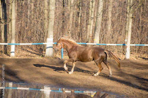 the red horse is on the move