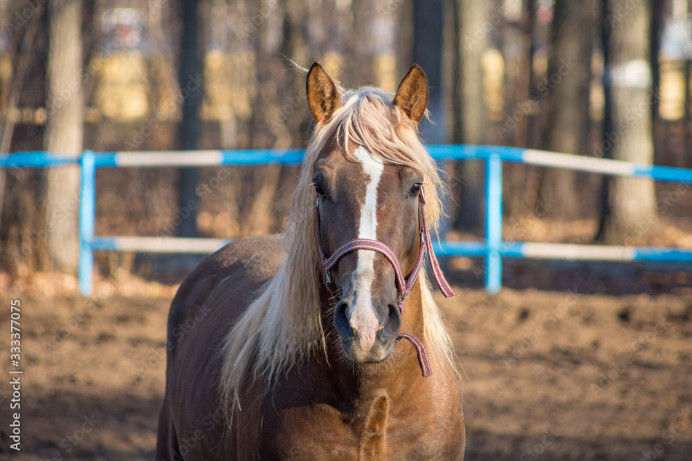 portrait of a red horse