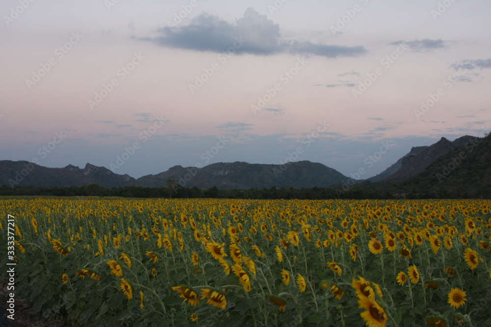 Obraz premium 夕日