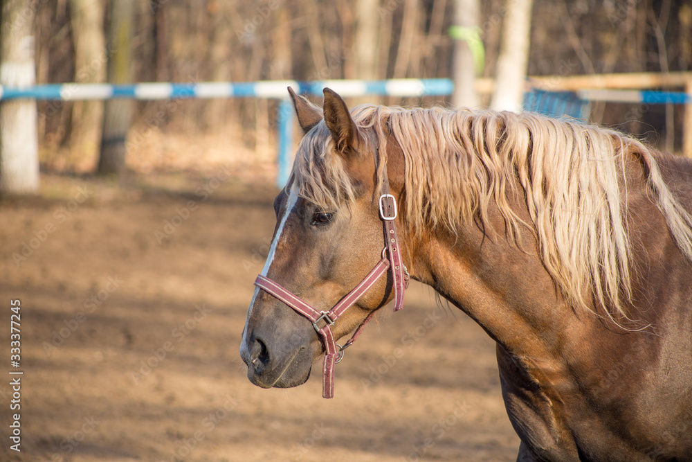 portrait of a red horse