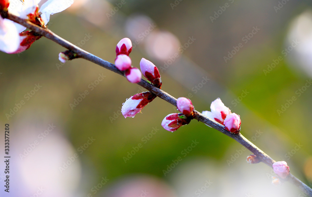 Blooming peach blossoms in the garden Blooming peach blossoms in the garden