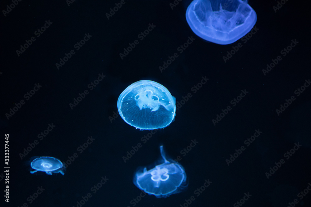 Jellyfish Jellyfish