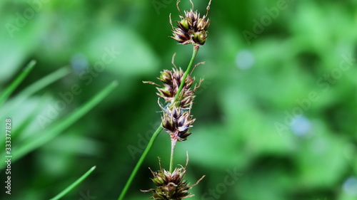 Blütenstand der Feld-Hainsimse vor grünem Hintergrund © Klaus Veitengruber