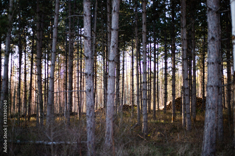 Naklejka premium Nadelwald