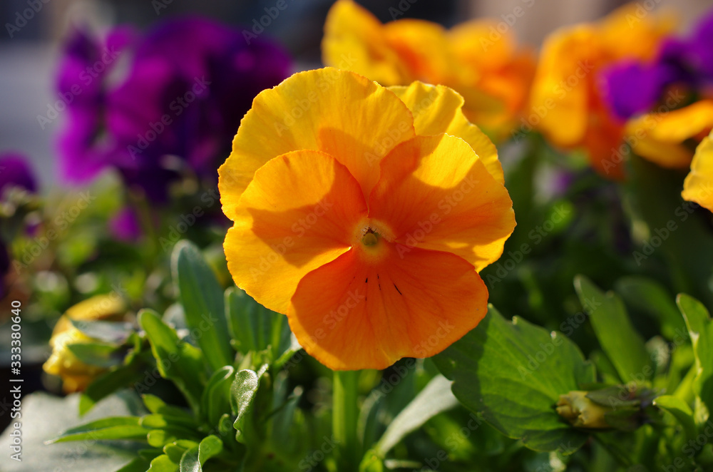 Fototapeta premium 満開のビオラ