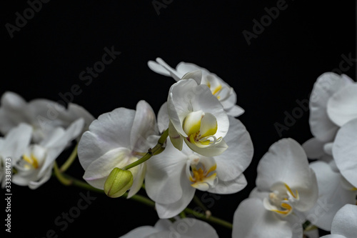 opened bud of a single orchid in focus on white orchids and black background