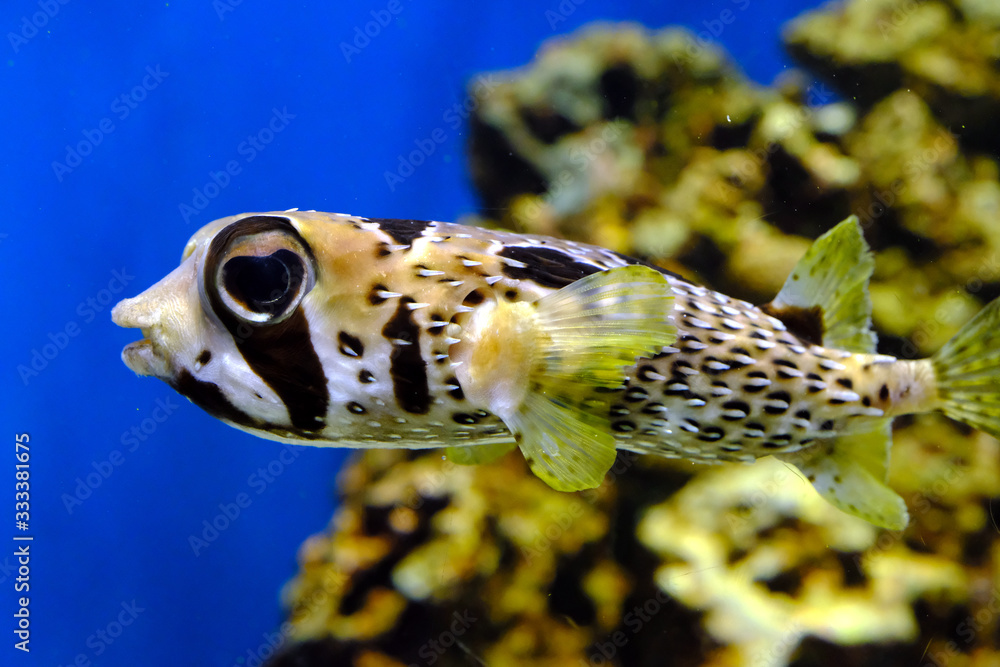 可愛い顔で元気に泳ぐ剽軽なヒトヅラハリセンボン 日本の葛西臨海水族園 Stock Foto Adobe Stock