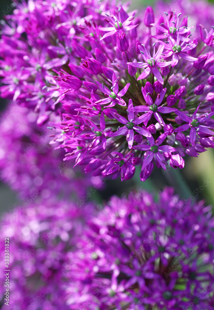 Beautiful view of purple allium flowers in the natural perennial cottage garden Beautiful view of purple allium flowers in the natural perennial cottage garden