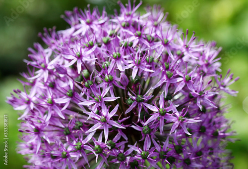 Beautiful view of purple allium flowers in the natural perennial cottage garden