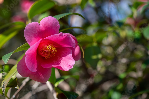 Pink flowers of camellia x williamsii Mary Christian