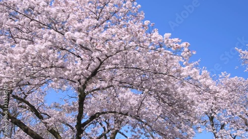 Wallpaper Mural 青空と満開の桜 Torontodigital.ca