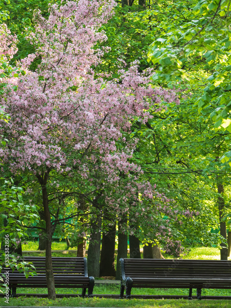 Naklejka premium Cherry (sakura) blossom trees in the park (garden), pink flowers.