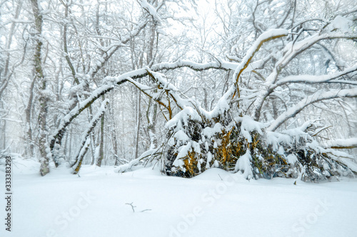 winter magic forest © nadeneza