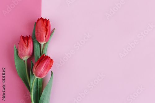 Tender red pink tulips on pastel pink background. Greeting card for Mother's day. © Inna