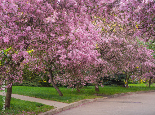 Cherry  sakura  blossom trees in the park  garden   pink flowers.