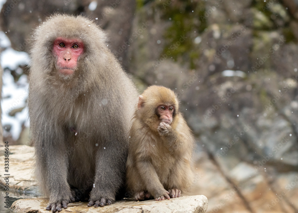 Snow Monkeys or Japanese Macaques in Japanese Alps. Snow Monkeys or Japanese Macaques in Japanese Alps.