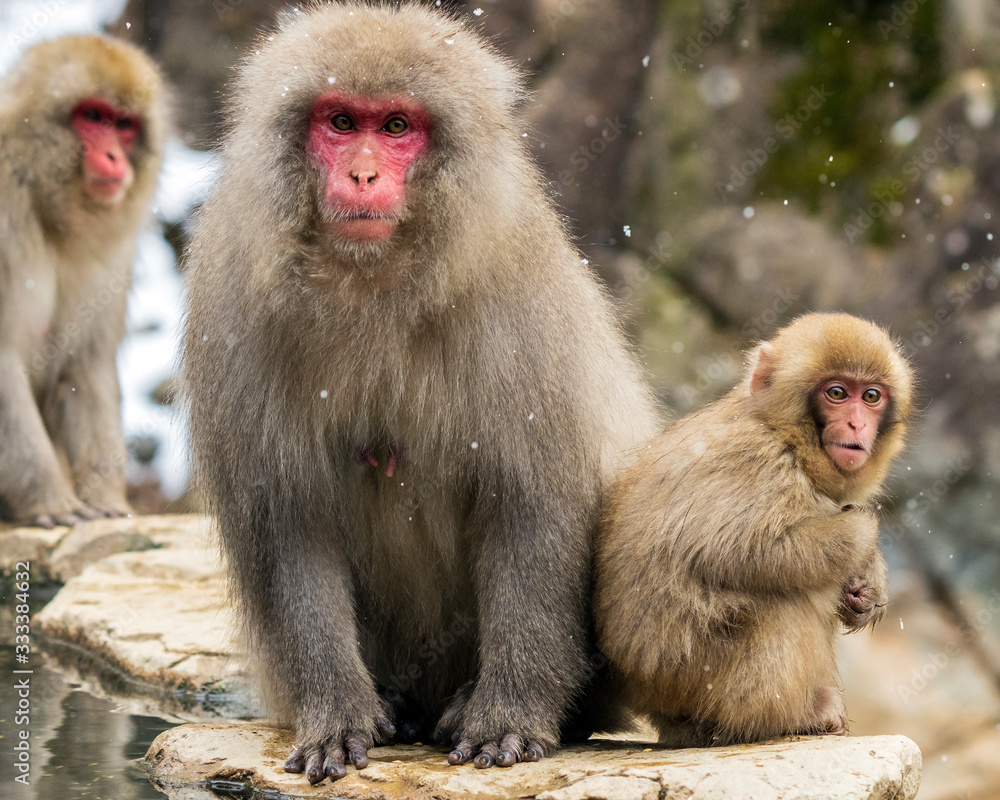 Snow Monkeys or Japanese Macaques in Japanese Alps.