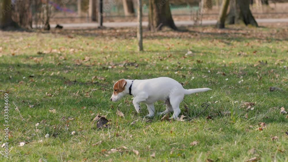 Small pet dog makes poop in a city park on green grass lawn Small pet dog makes poop in a city park on green grass lawn