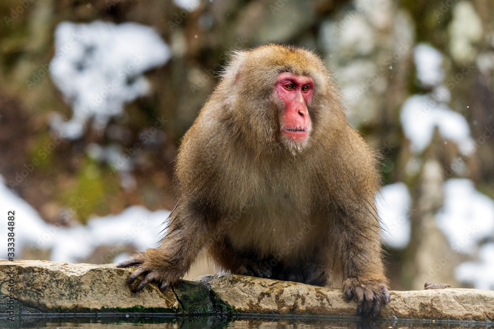 Snow Monkeys or Japanese Macaques in Japanese Alps. Snow Monkeys or Japanese Macaques in Japanese Alps.