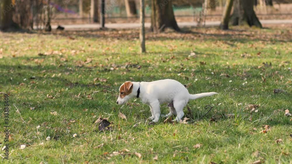 Woman mistress of the dog removes the poop in a bag from grass during walk in park Woman mistress of the dog removes the poop in a bag from grass during walk in park