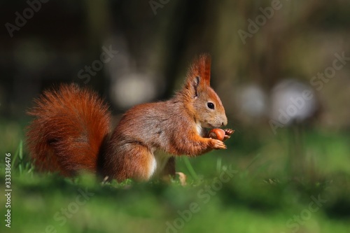 Art view on wild nature. Cute red squirrel with long pointed ears in autumn scene . Wildlife in spring forest. . Sciurus vulgaris