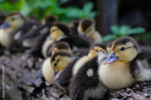 Ducklings in a row © Matthew