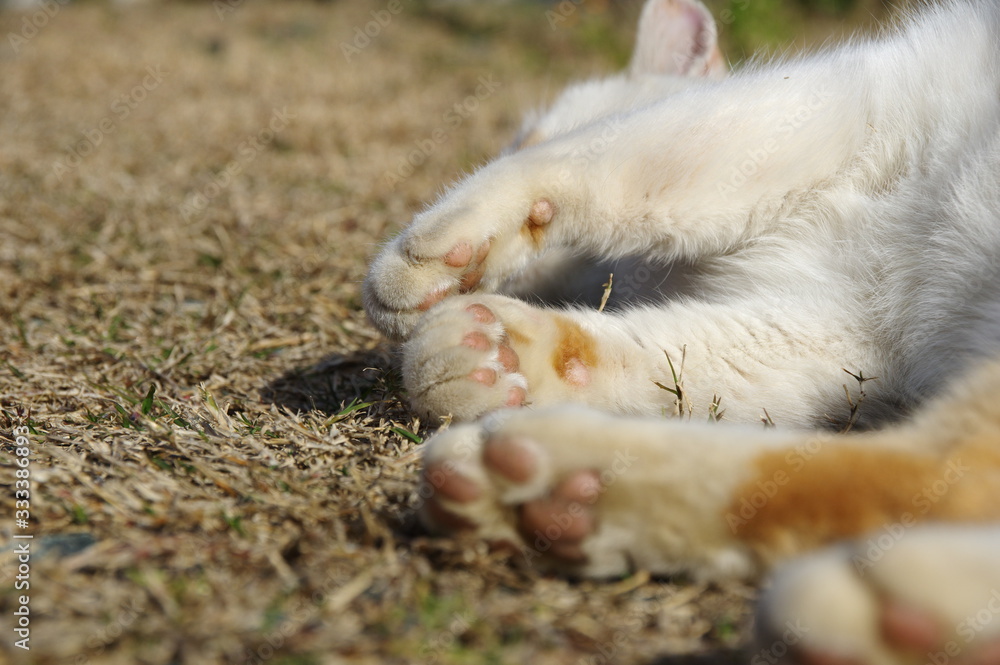 猫の肉球 猫の肉球