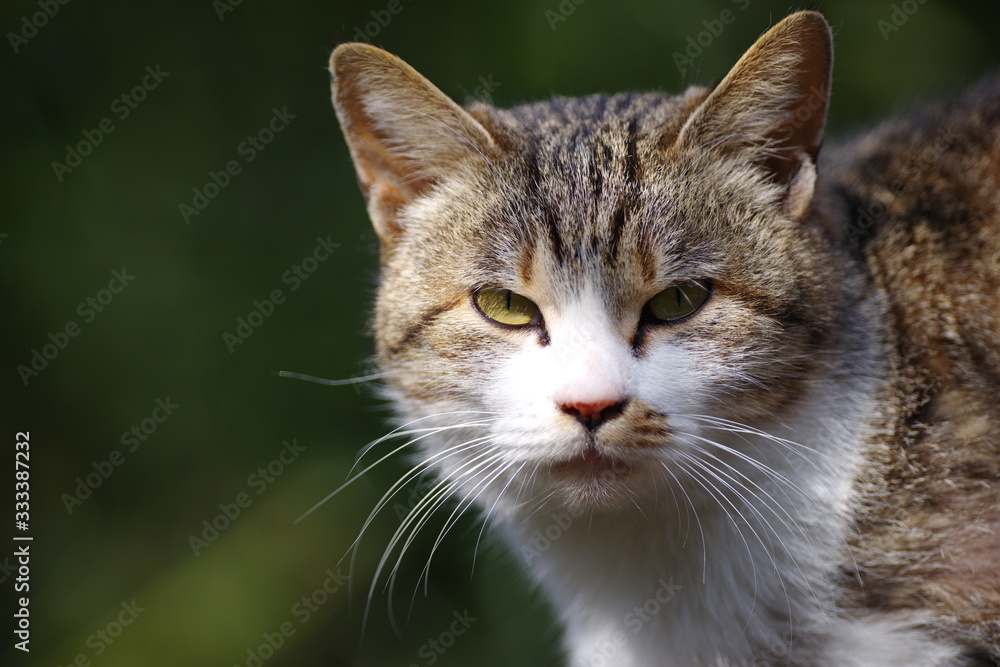 可愛い猫ちゃん 可愛い猫ちゃん
