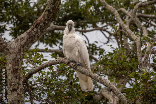 Kakadu in den Bäumen