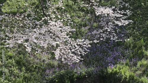 Wallpaper Mural さくら Torontodigital.ca