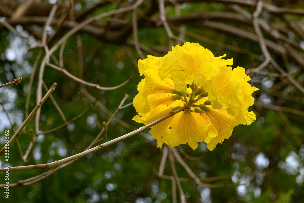 blooming Guayacan or Handroanthus chrysanthus or Golden Bell Tree blooming Guayacan or Handroanthus chrysanthus or Golden Bell Tree