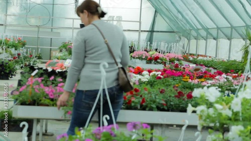 woman chooses flowers in greenhouse,woman in a greenhouse chooses flowers, buy flowers at a wholesaler
