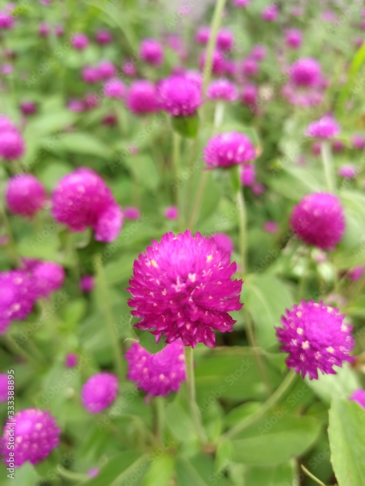 Beautiful purple flowers are blooming Beautiful purple flowers are blooming