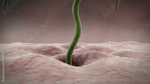 Biomedical animation showing Helicobacter pylori bacteria entering stomach wall. photo