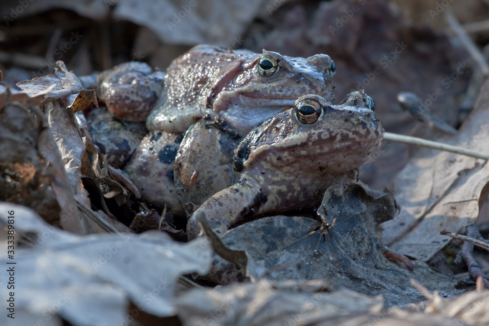 Obraz premium Pairing of common frogs (Rana temporaria)