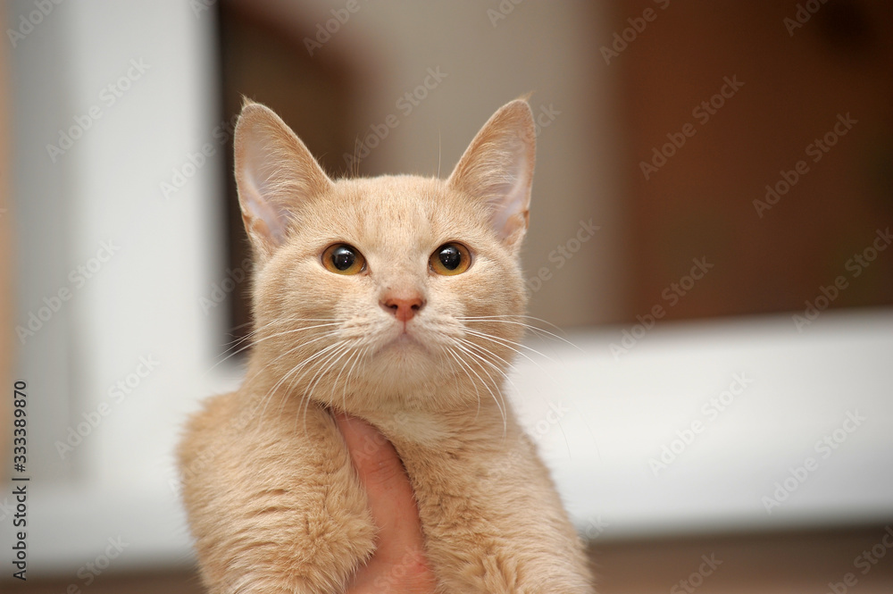 cute light red shorthair cat